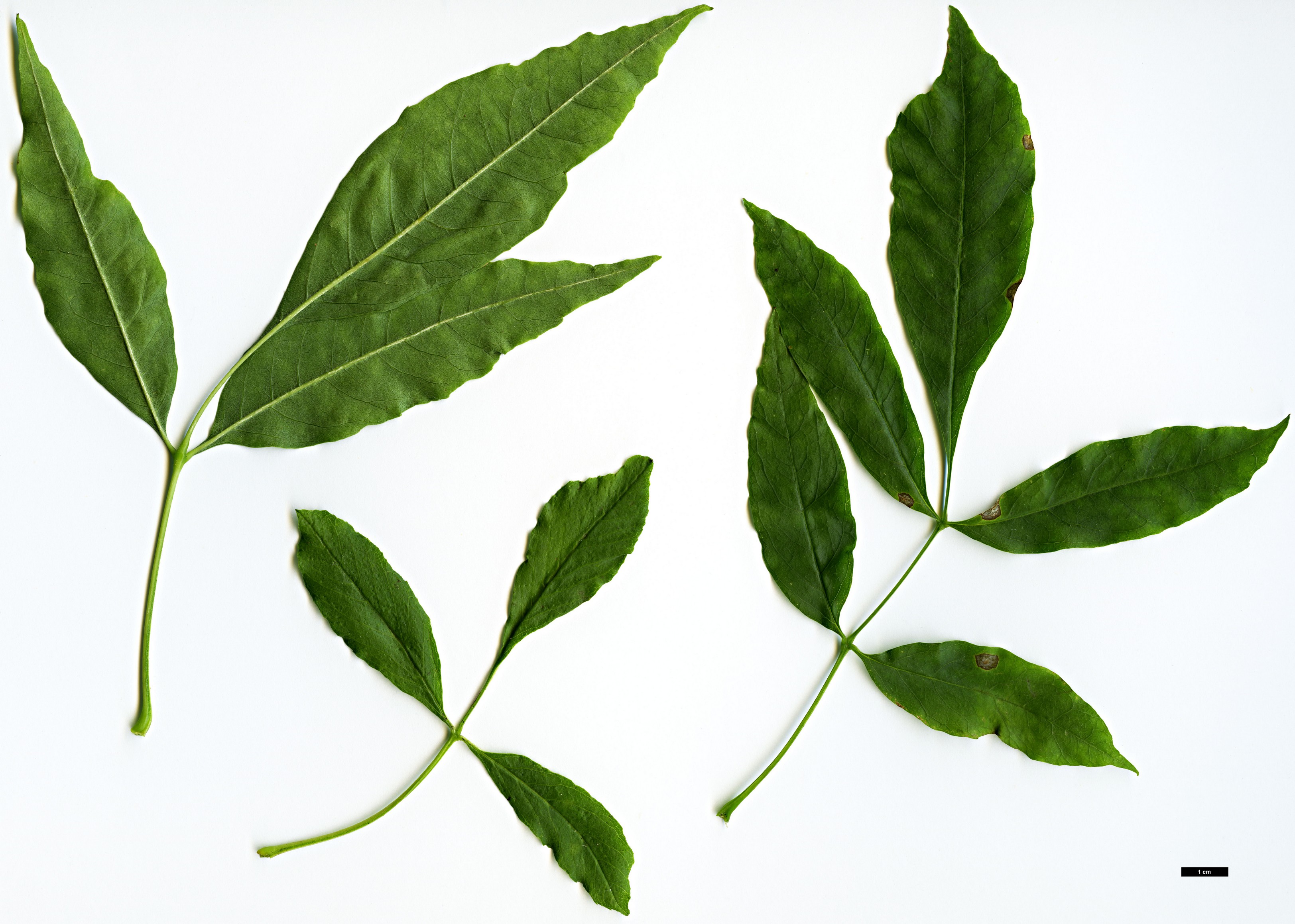 High resolution image: Family: Oleaceae - Genus: Fraxinus - Taxon: velutina - SpeciesSub: var. glabra High resolution image: Family: Oleaceae - Genus: Fraxinus - Taxon: velutina - SpeciesSub: var. glabra